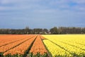 Tulip field, Holland Royalty Free Stock Photo