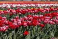 Tulip field with flowers in red, pink, white and yellow colors in spring Royalty Free Stock Photo