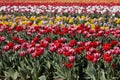 Tulip field with flowers in red, pink, white and yellow colors in spring Royalty Free Stock Photo