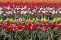 Tulip field with flowers in red, pink, white and yellow colors in spring Royalty Free Stock Photo