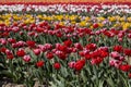 Tulip field with flowers in red, pink, white and yellow colors in spring Royalty Free Stock Photo