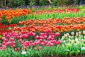 Tulip field