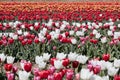 Tulip field with flowers in white, red, pink and yellow colors in spring Royalty Free Stock Photo