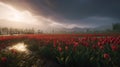 Tulip field in the fog at sunset. Beautiful landscape with tulips field. Generative AI Royalty Free Stock Photo