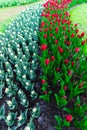 Tulip field adnd old mills in netherland Royalty Free Stock Photo