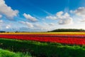 Tulip field adnd old mills in netherland Royalty Free Stock Photo