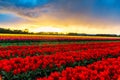 Tulip field adnd old mills in netherland Royalty Free Stock Photo