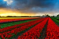 Tulip field adnd old mills in netherland Royalty Free Stock Photo