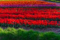 Tulip field adnd old mills in netherland Royalty Free Stock Photo