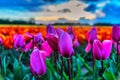 Tulip field adnd old mills in netherland