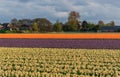 Tulip field and old mills in netherland