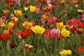 Tulip field in Germany Royalty Free Stock Photo