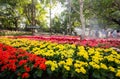 Tulip field in Grand opening 12th Chiang Rai Flower Festival