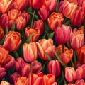 tulip field hand painting seamless pattern Royalty Free Stock Photo