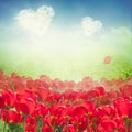 Tulip field with heart clouds Royalty Free Stock Photo