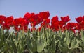 Tulip field in Holland Royalty Free Stock Photo