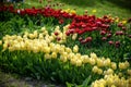 A tulip field in Holland with a yellow red tulip growing high above the other tulips. The single tulip stands out from the others Royalty Free Stock Photo