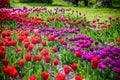 A tulip field in Holland with a yellow red tulip growing high above the other tulips. The single tulip stands out from the others Royalty Free Stock Photo