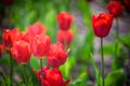 A tulip field in Holland with a yellow red tulip growing high above the other tulips. The single tulip stands out from the others Royalty Free Stock Photo