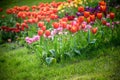 A tulip field in Holland with a yellow red tulip growing high above the other tulips. The single tulip stands out from the others Royalty Free Stock Photo