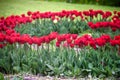 A tulip field in Holland with a yellow red tulip growing high above the other tulips. The single tulip stands out from the others Royalty Free Stock Photo