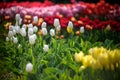 A tulip field in Holland with a yellow red tulip growing high above the other tulips. The single tulip stands out from the others Royalty Free Stock Photo