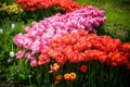 A tulip field in Holland with a yellow red tulip growing high above the other tulips. The single tulip stands out from the others Royalty Free Stock Photo