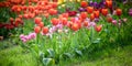 A tulip field in Holland with a yellow red tulip growing high above the other tulips. The single tulip stands out from the others Royalty Free Stock Photo