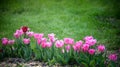 A tulip field in Holland with a yellow red tulip growing high above the other tulips. The single tulip stands out from the others Royalty Free Stock Photo