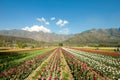 Tulip field in Kashmir, India Royalty Free Stock Photo