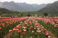 Tulip field in kashmir, india Royalty Free Stock Photo