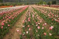 Tulip field in kashmir, india Royalty Free Stock Photo