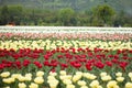 Tulip field in kashmir, india Royalty Free Stock Photo