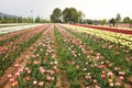 Tulip field in kashmir, india Royalty Free Stock Photo