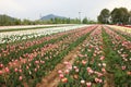 Tulip field in kashmir, india Royalty Free Stock Photo