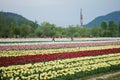 Tulip field in kashmir, india Royalty Free Stock Photo