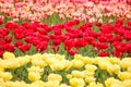 Tulip field in kashmir, india Royalty Free Stock Photo