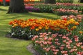 Tulip field in Lower Saxony, Germany