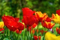 In the multicolor Tulip Field Royalty Free Stock Photo