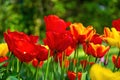 In the multicolor Tulip Field