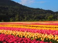 Tulip Field with Mountain Background