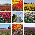 Tulip field with multicolored flowers collage, tulip festival in