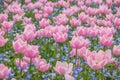 Tulip field in Nabana no sato garden, Japan