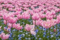Tulip field in Nabana no sato garden, Japan