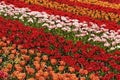 Tulip field near Lisse, South Holland, Netherlands