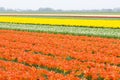 tulip field, Netherlands Royalty Free Stock Photo