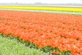 tulip field, Netherlands Royalty Free Stock Photo
