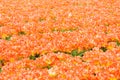 tulip field, Netherlands Royalty Free Stock Photo