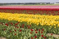 Tulip field in the Netherlands Royalty Free Stock Photo