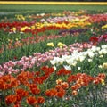 tulip field, Netherlands Royalty Free Stock Photo